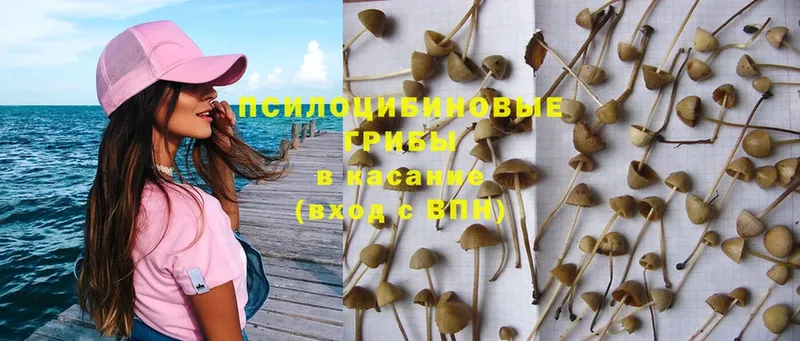 мега зеркало  Апрелевка  Галлюциногенные грибы MAGIC MUSHROOMS 